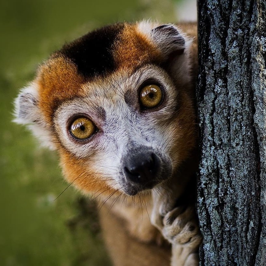 madagaskar lemur kata